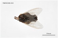 藏品(榕透翅毒蛾)的圖片